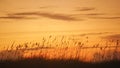 Coastal Background Outer Banks North Carolina Royalty Free Stock Photo