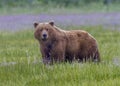 Coastal Brown Bear, Alaska Royalty Free Stock Photo