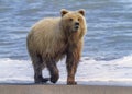 Coastal Brown Bear, Alaska Royalty Free Stock Photo