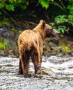 Coastal brown bear Royalty Free Stock Photo