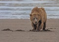 Coastal Brown Bear clamming, Alaska Royalty Free Stock Photo