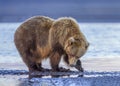 Coastal Brown Bear clamming on the mudflats, Alaska