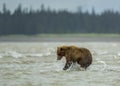 Coastal Brown Bear in the Cook Inlet Surf Royalty Free Stock Photo