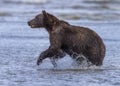 Coastal Brown Bear in the Cook Inlet Surf Royalty Free Stock Photo