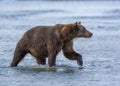 Coastal Brown Bear in the Cook Inlet Surf Royalty Free Stock Photo