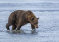 Coastal Brown Bear in the Cook Inlet Surf Royalty Free Stock Photo