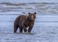 Coastal Brown Bear in the Cook Inlet Surf Royalty Free Stock Photo