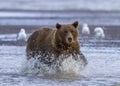 Coastal Brown Bear Running in the Cook Inlet Surf Royalty Free Stock Photo