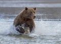 Coastal Brown Bear Running in the Cook Inlet Surf Royalty Free Stock Photo