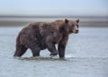 Coastal Brown Bear walking in the Cook Inlet Surf Royalty Free Stock Photo