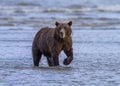 Coastal Brown Bear Walking in the Cook Inlet Surf Royalty Free Stock Photo
