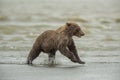 Coastal Brown Bear Cub Eunning Royalty Free Stock Photo