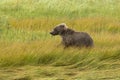 Coastal Brown Bear cub running through the meadow Royalty Free Stock Photo