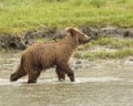 Coastal Brown Bear Cub Running in a Stream Royalty Free Stock Photo