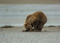 Coastal Brown Bear Cub Clamming Royalty Free Stock Photo