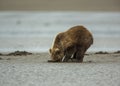 Coastal Brown Bear Cub Clamming Royalty Free Stock Photo