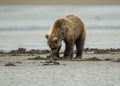 Coastal Brown Bear Cub Clamming Royalty Free Stock Photo