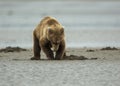 Coastal Brown Bear Cub Clamming Royalty Free Stock Photo