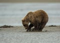 Coastal Brown Bear Cub Clamming Royalty Free Stock Photo