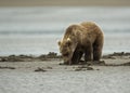 Coastal Brown Bear Cub Clamming Royalty Free Stock Photo