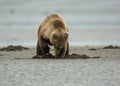 Coastal Brown Bear Cub Clamming Royalty Free Stock Photo