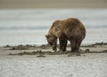 Coastal Brown Bear Cub Clamming Royalty Free Stock Photo