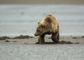 Coastal Brown Bear Cub Clamming Royalty Free Stock Photo