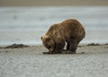 Coastal Brown Bear Cub Clamming Royalty Free Stock Photo