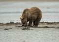 Coastal Brown Bear Cub Clamming Royalty Free Stock Photo