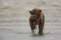 Coastal Brown Bear Cub Royalty Free Stock Photo