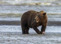 Coastal Brown Bear Eating Salmon