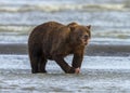 Coastal Brown Bear Eating Salmon