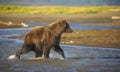 Coastal Brown Bear Royalty Free Stock Photo