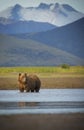 Coastal Brown Bear Royalty Free Stock Photo