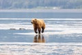 Coastal Brown Bear Running on the Mud Flats Royalty Free Stock Photo