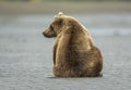 Coastal Brown Bear Sitting on the Mud Flats Royalty Free Stock Photo