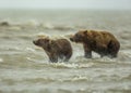 Coastal Brown Bear Sow and Cub Running Royalty Free Stock Photo