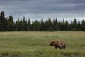 Coastal Brown Bear Standing in the Alaskan Landscape