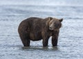 Coastal Brown Bear Standing in the Surf Royalty Free Stock Photo