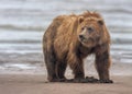 Coastal Brown Bear clamming, Alaska Royalty Free Stock Photo