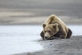 Coastal Brown Bear Royalty Free Stock Photo