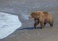 Coastal Brown Bear walking on the Cook Inlet beach, Alaska Royalty Free Stock Photo