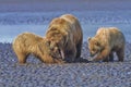 Coastal Brown Bears on the Mud Flats Royalty Free Stock Photo