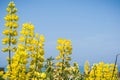 Coastal bush lupine Lupinus arboreus blooming in California