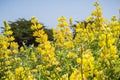 Coastal bush lupine Lupinus arboreus blooming in California