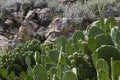 Coastal cactus and flowers on a mountain rock. Beautiful wild na Royalty Free Stock Photo