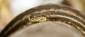Coastal Carpet Python Royalty Free Stock Photo
