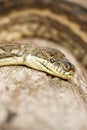 Coastal Carpet Python Royalty Free Stock Photo