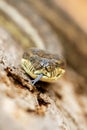 Coastal Carpet Python Royalty Free Stock Photo