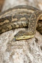 Coastal Carpet Python Royalty Free Stock Photo